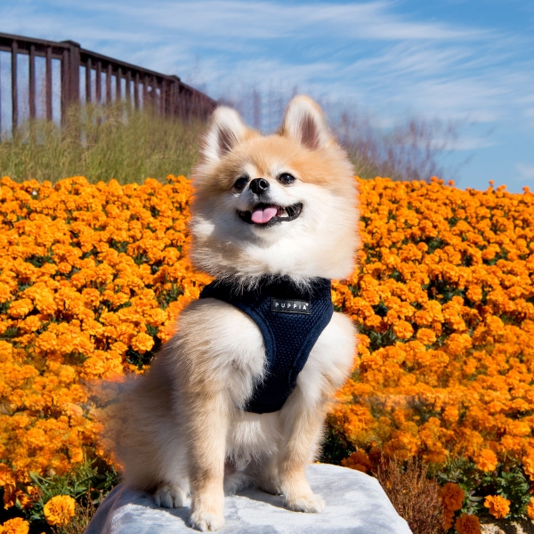 PUPPIA SOFT VEST HARNESS B PINK L 16.1-16.9"